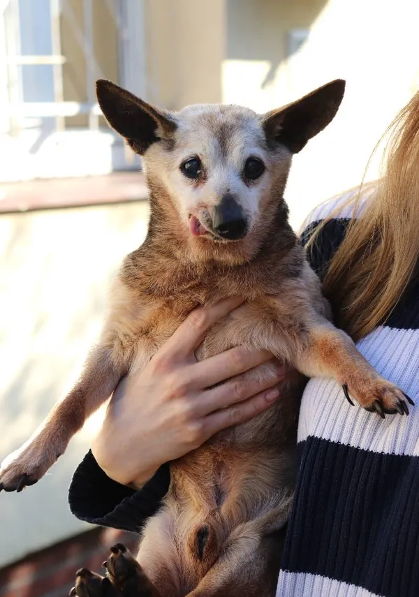 Znaleziono psa, Łódź, 8 marca 2024 (1/3)