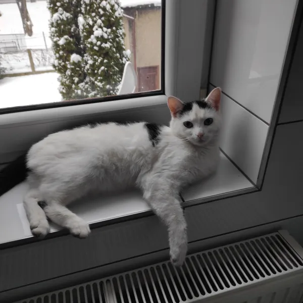 Zaginął kot, Radzionków, Rojca, 10 marca 2024 (1/5)