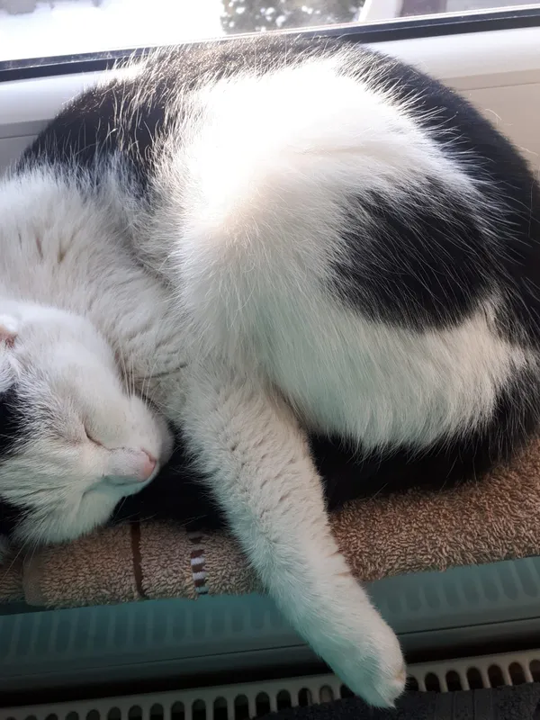 Zaginął kot, Radzionków, Rojca, 10 marca 2024 (2/5)