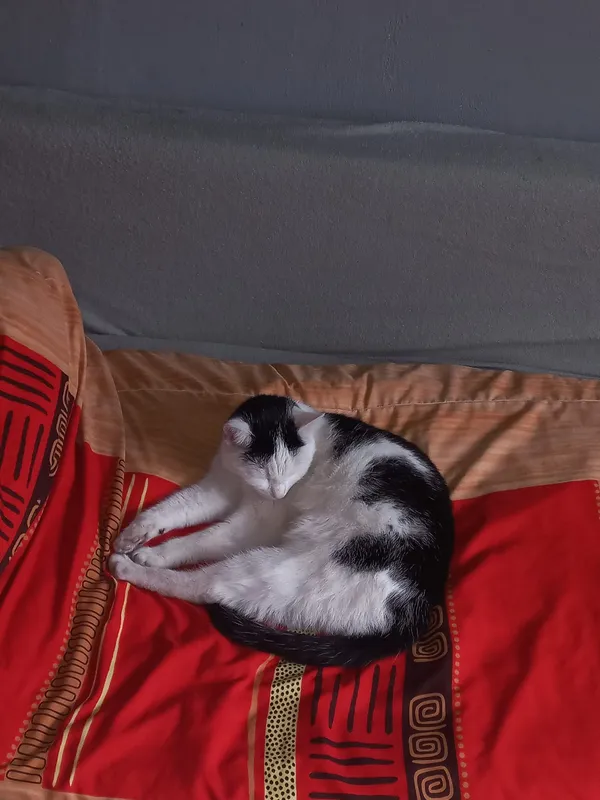 Zaginął kot, Radzionków, Rojca, 10 marca 2024 (4/5)