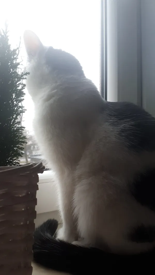 Zaginął kot, Radzionków, Rojca, 10 marca 2024 (5/5)