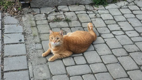 Zaginął kot, Kraków, Prądnik Biały, 10 marca 2024 (1/4)