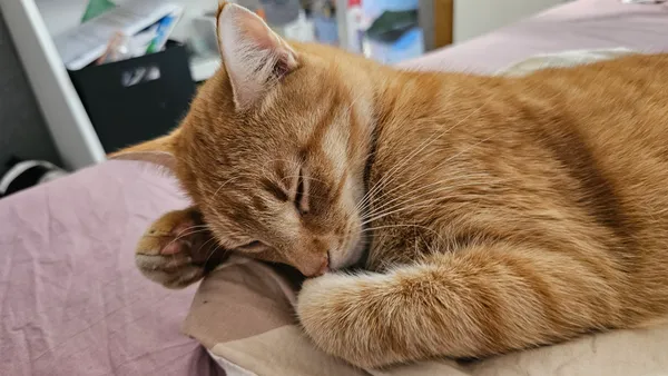 Zaginął kot, Kraków, Prądnik Biały, 10 marca 2024 (2/4)