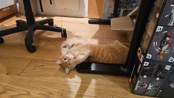 Zaginął kot, Kraków, Prądnik Biały, 10 marca 2024 (4/4)