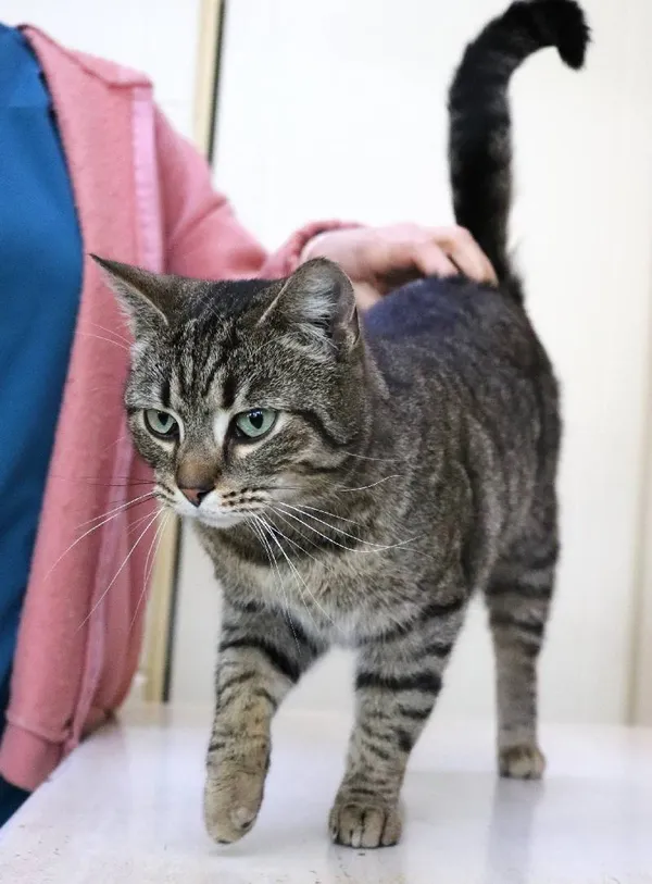 Znaleziono kota, Łódź, 10 marca 2024 (1/3)