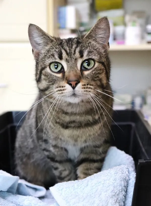 Znaleziono kota, Łódź, 10 marca 2024 (2/3)