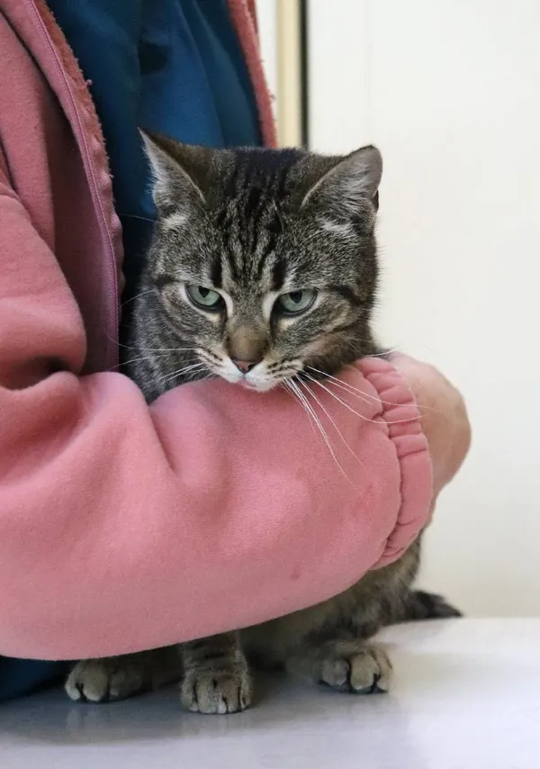 Znaleziono kota, Łódź, 10 marca 2024 (3/3)