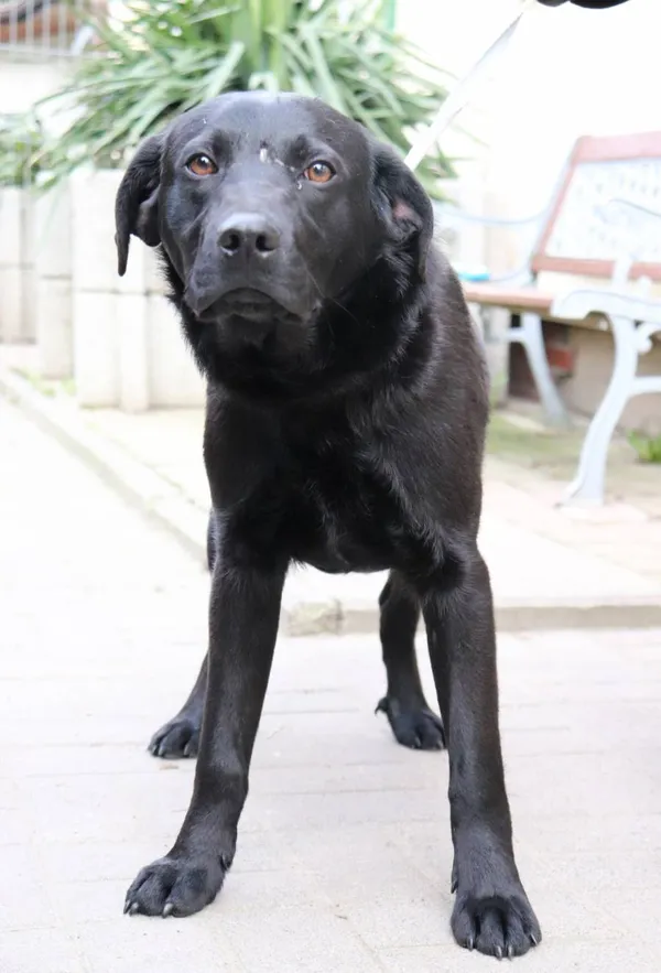 Znaleziono psa, Łódź, 9 marca 2024 (2/5)