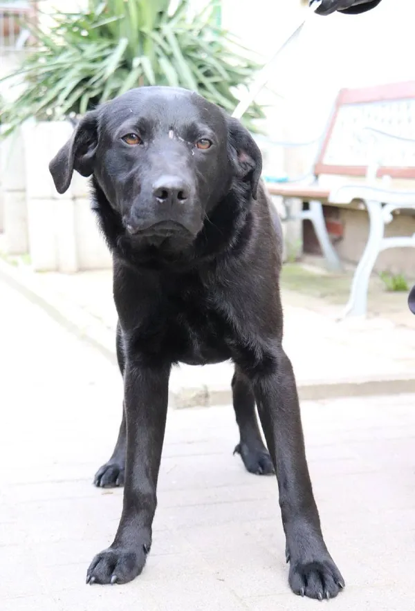 Znaleziono psa, Łódź, 9 marca 2024 (4/5)