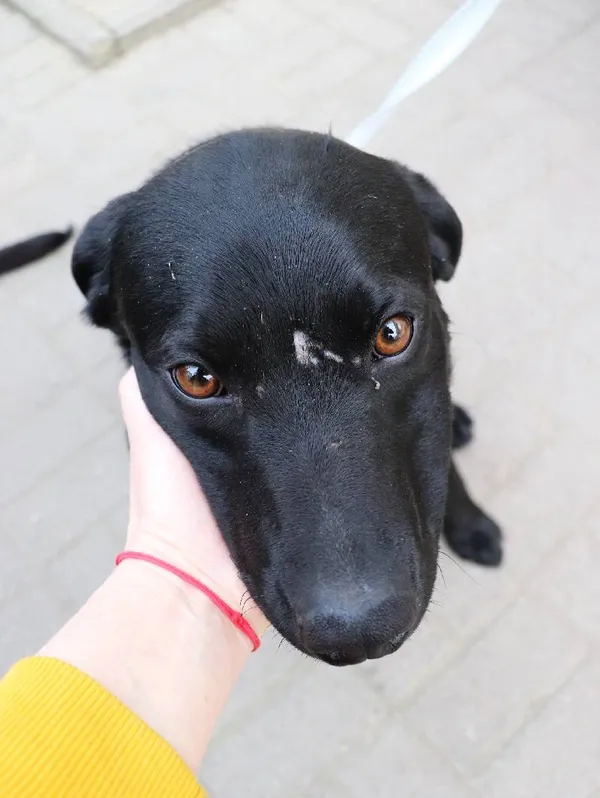 Znaleziono psa, Łódź, 9 marca 2024 (5/5)