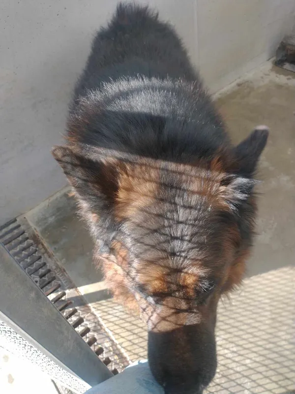 Znaleziono psa, Lublin, 7 marca 2024