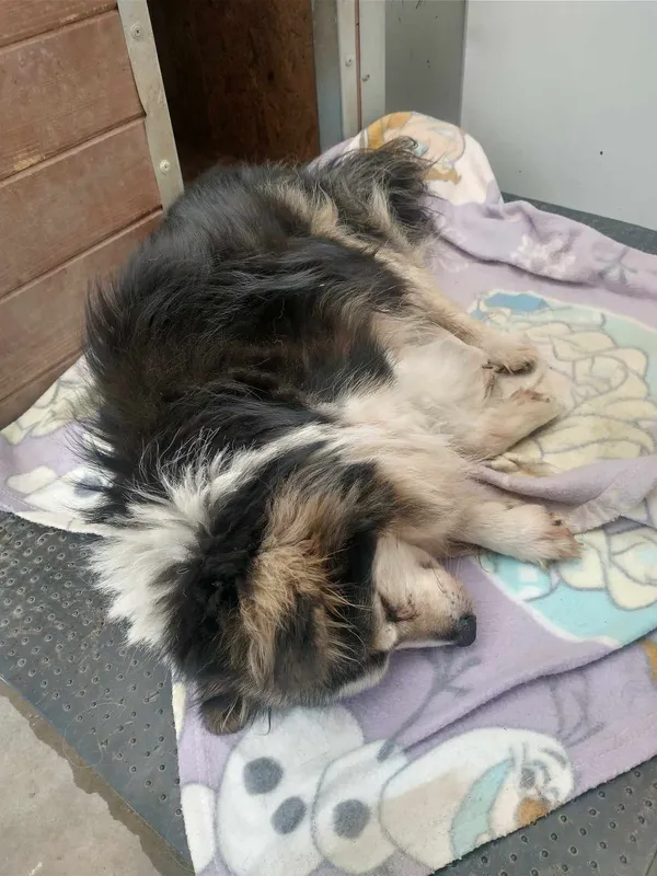 Znaleziono psa, Lublin, 8 marca 2024