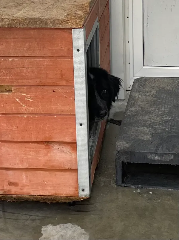 Znaleziono psa, Lublin, 8 marca 2024