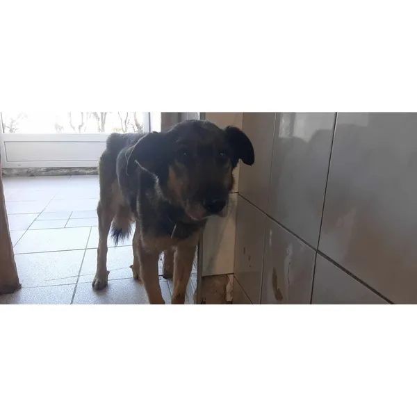 Znaleziono psa, Białystok, 10 marca 2024