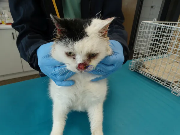 Znaleziono kota, Szczecin, 7 marca 2024