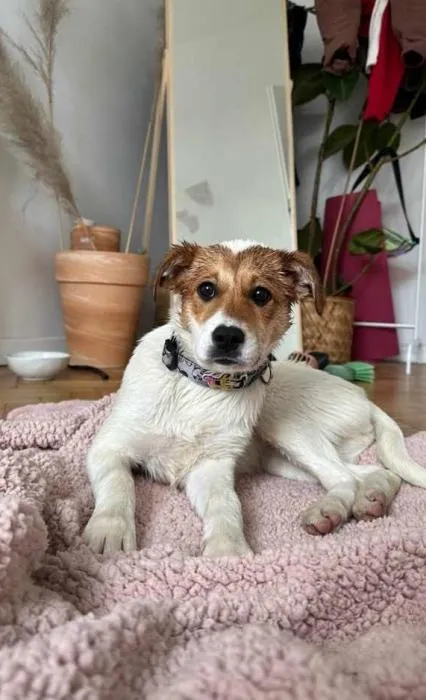 Znaleziono psa, Toruń, 21 marca 2024