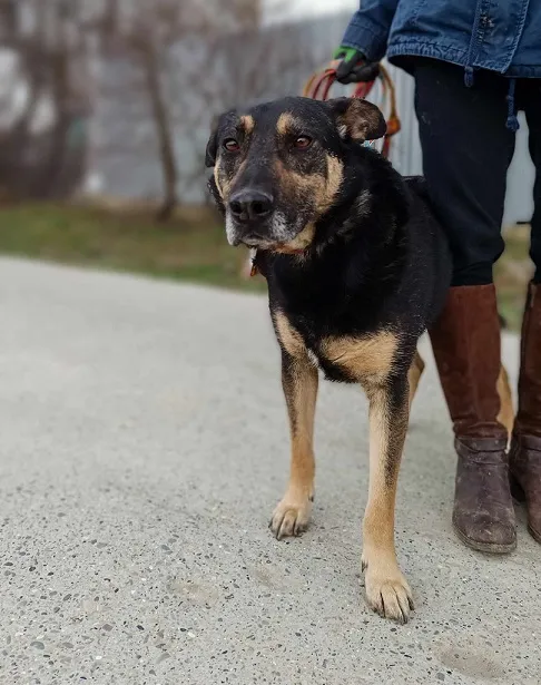 Pies do adopcji, Orzechowce, 9 marca 2024 (1/5)