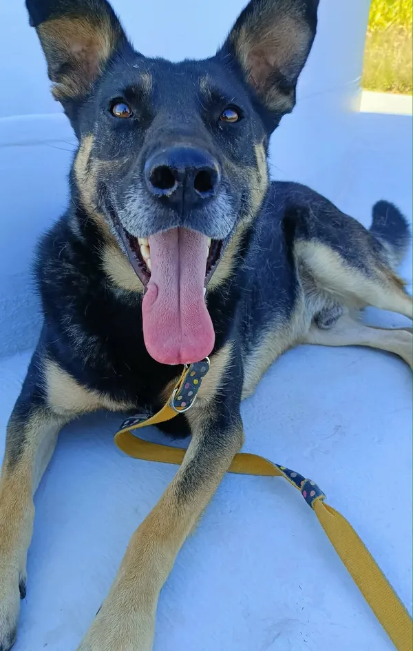 Pies do adopcji, Orzechowce, 9 marca 2024 (3/5)