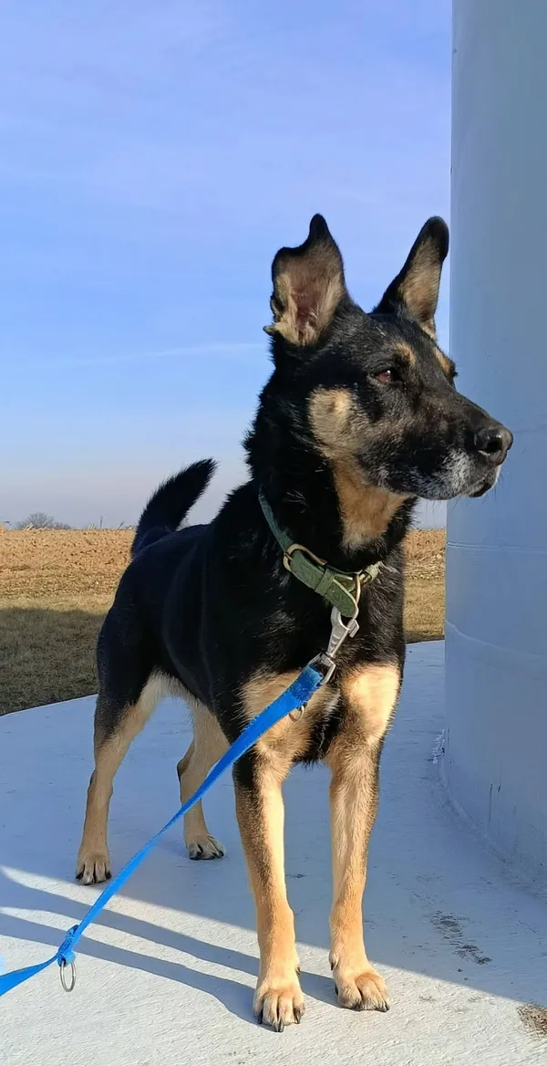 Pies do adopcji, Orzechowce, 9 marca 2024 (5/5)