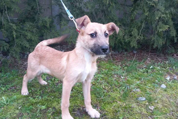 Pies do adopcji, Henrykowo, 5 lutego 2024 (1/5)