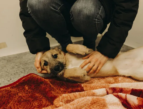 Pies do adopcji, Henrykowo, 5 lutego 2024 (2/5)