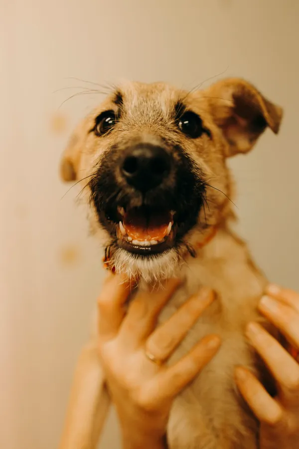 Pies do adopcji, Henrykowo, 5 lutego 2024 (3/5)