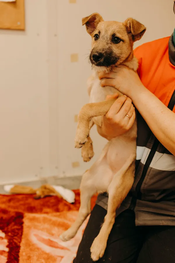 Pies do adopcji, Henrykowo, 5 lutego 2024 (5/5)