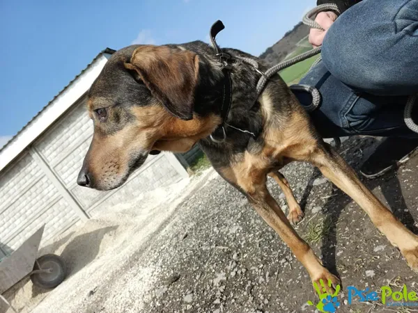 Znaleziono psa, Racławice, 7 marca 2024 (2/5)