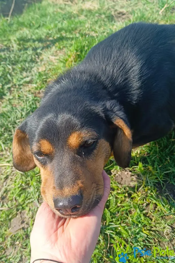 Znaleziono psa, Racławice, 7 marca 2024 (3/5)