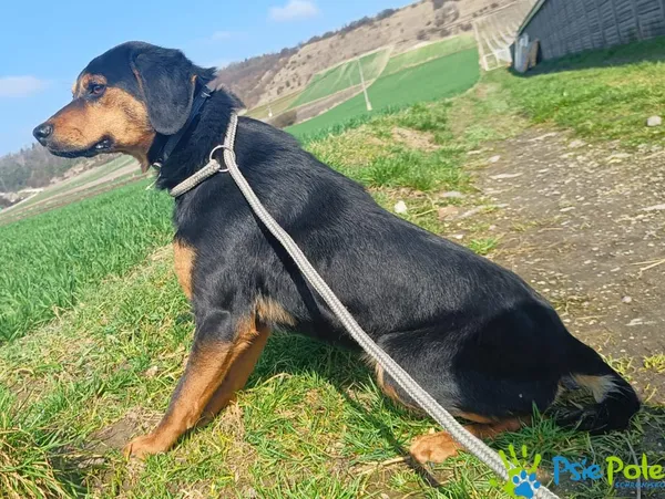 Znaleziono psa, Racławice, 7 marca 2024 (5/5)