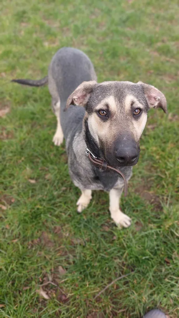 Pies do adopcji, Jelenia Góra, 8 lutego 2024 (2/5)