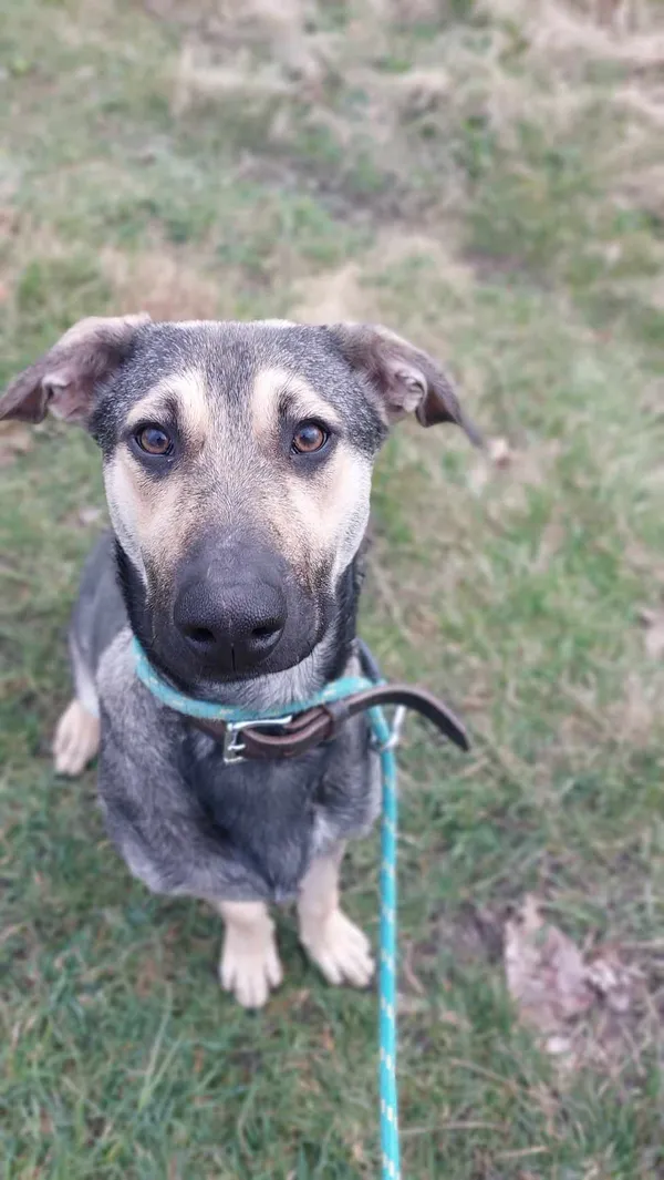 Pies do adopcji, Jelenia Góra, 8 lutego 2024 (4/5)