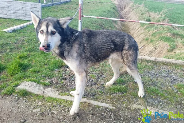 Znaleziono psa, Racławice, 6 marca 2024 (2/5)