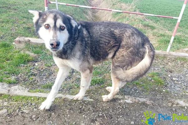 Znaleziono psa, Racławice, 6 marca 2024 (3/5)