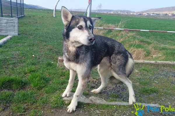 Znaleziono psa, Racławice, 6 marca 2024 (4/5)