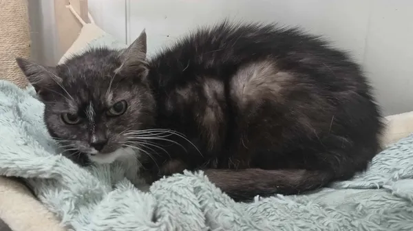 Znaleziono kota, Pieckowo, 11 marca 2024 (1/2)