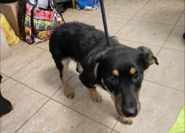 Znaleziono psa, Toruń, 8 marca 2024