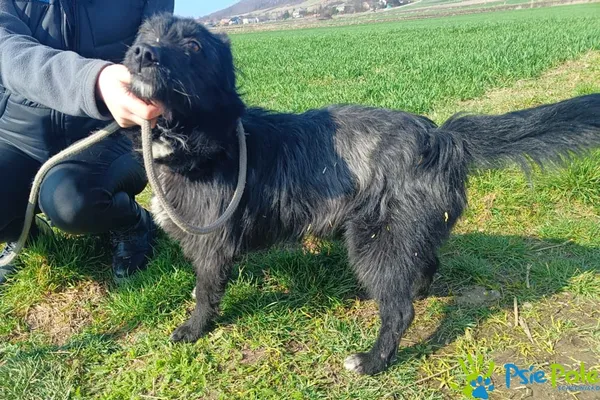 Znaleziono psa, Racławice, 7 marca 2024 (1/5)