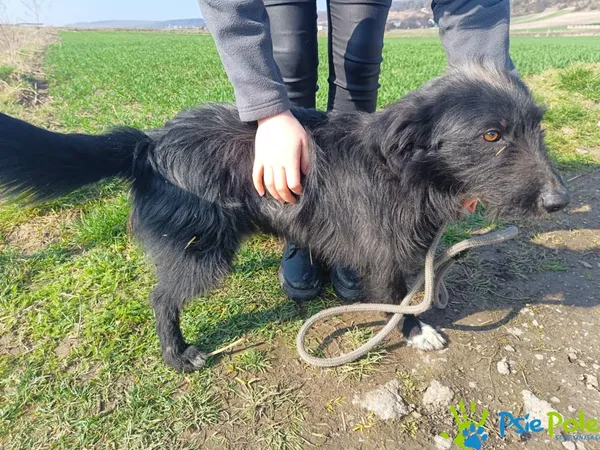 Znaleziono psa, Racławice, 7 marca 2024 (2/5)