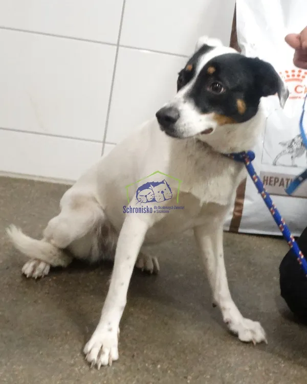 Znaleziono psa, Szczecin, 11 marca 2024 (2/2)