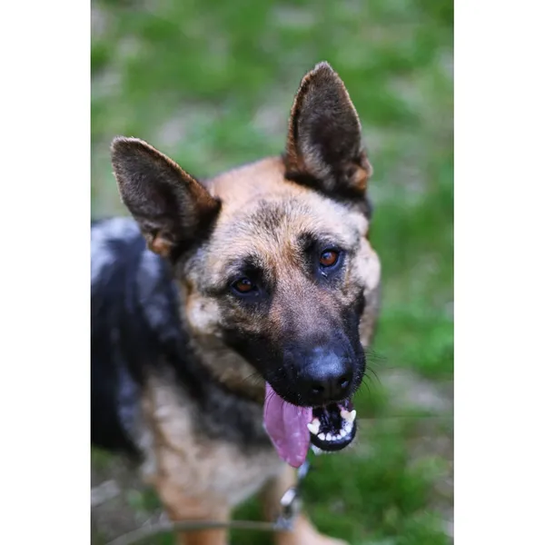 Znaleziono psa, Białystok, 25 lutego 2024 (1/5)