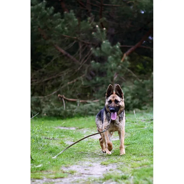 Znaleziono psa, Białystok, 25 lutego 2024 (4/5)