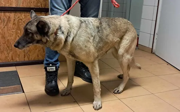 Znaleziono psa, Toruń, 8 marca 2024