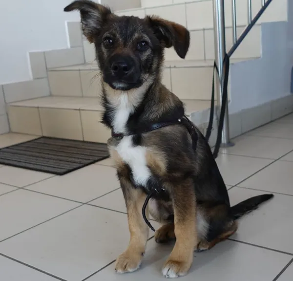 Znaleziono psa, Gdańsk, 11 marca 2024