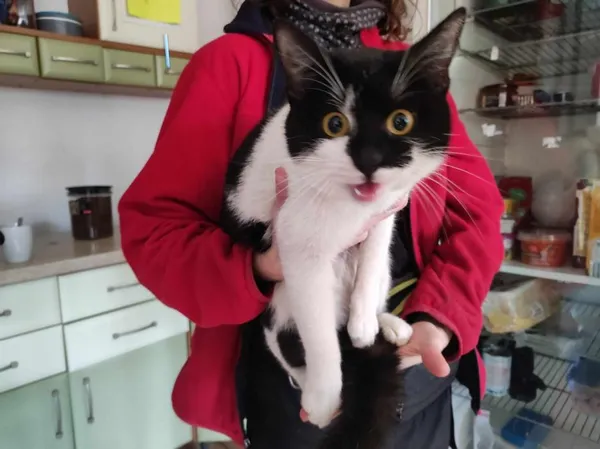 Znaleziono kota, Toruń, 7 marca 2024