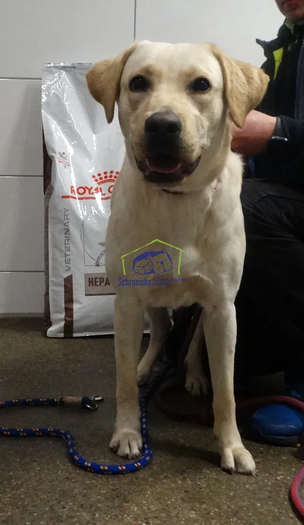 Znaleziono psa, Szczecin, 11 marca 2024 (2/2)