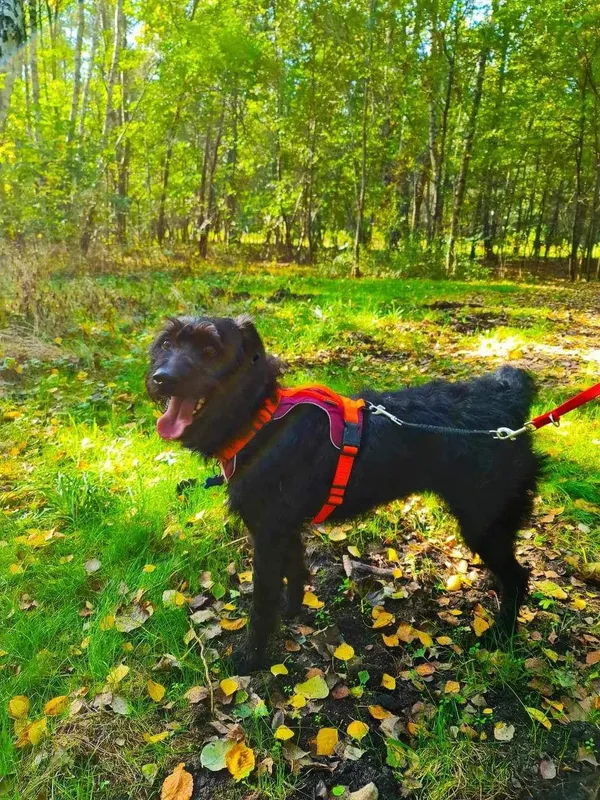 Zaginął pies, Tychy, Śródmieście, 12 marca 2024 (2/3)