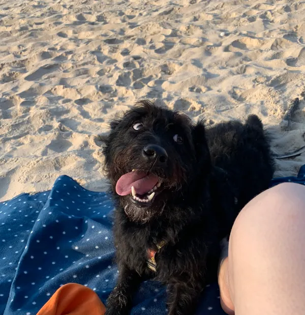 Zaginął pies, Tychy, Śródmieście, 12 marca 2024 (3/3)