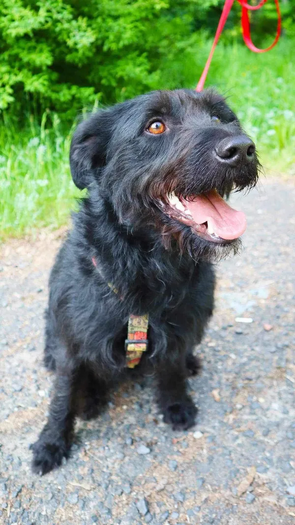 Zaginął pies, Tychy, Śródmieście, 12 marca 2024 (1/3)