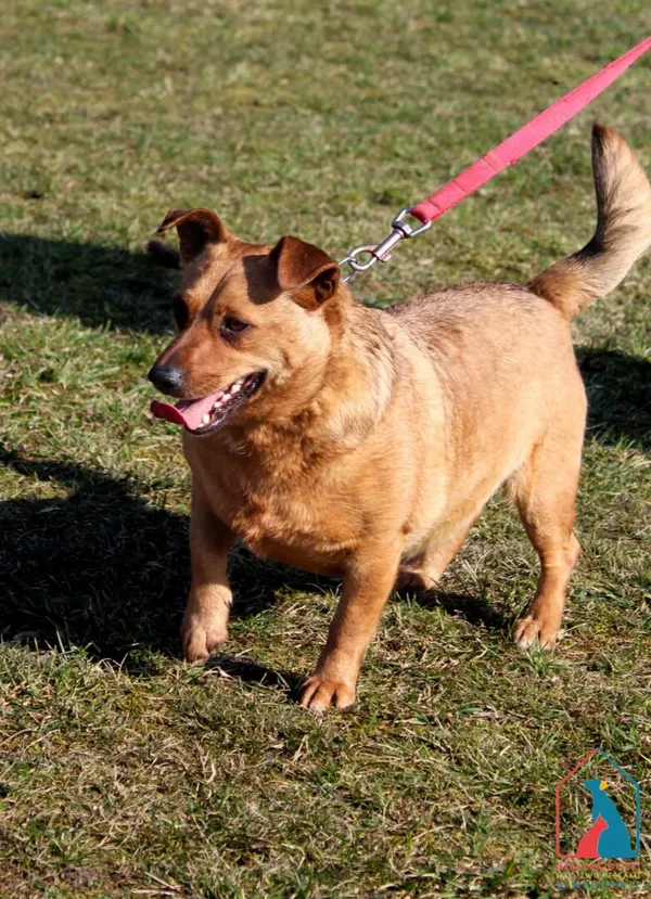 Pies do adopcji, Grudziądz, 19 lutego 2024 (1/5)